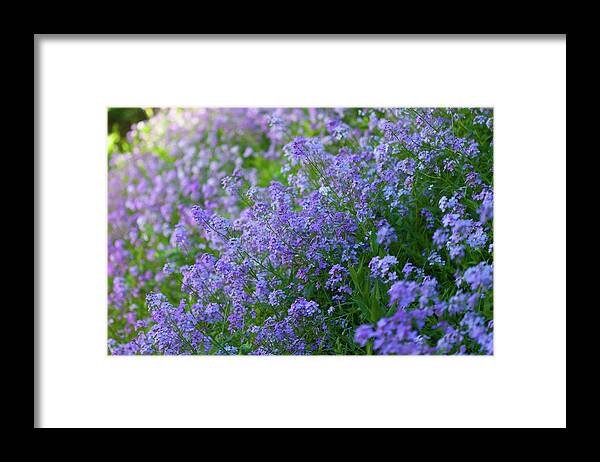 Dames Rocket Framed Print featuring the photograph Dames Rocket_8262 by Rocco Leone