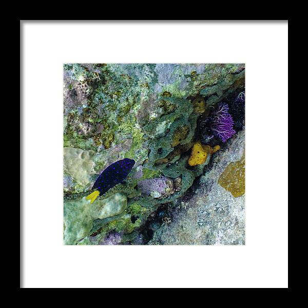 Ocean Framed Print featuring the photograph Damsel, No Distress by Lynne Browne