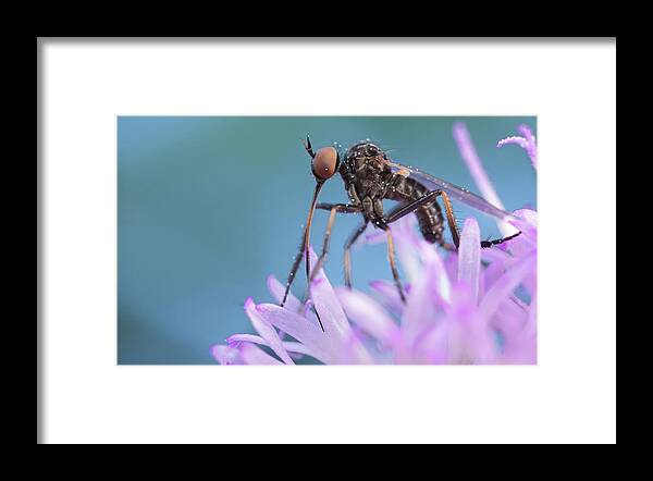 Biology Framed Print featuring the photograph Dance Fly by Paul Bertner