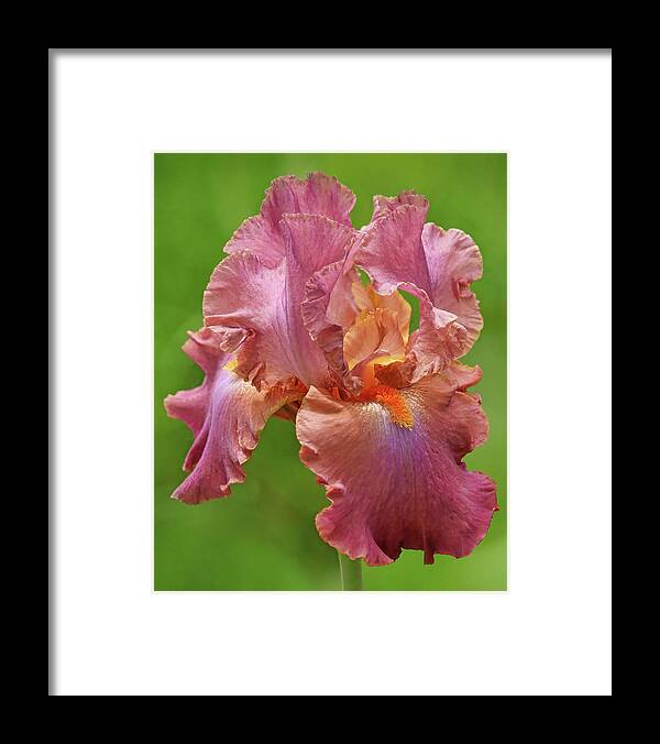 Iris Framed Print featuring the photograph Dance the Night Away - Bearded Iris by Nikolyn McDonald