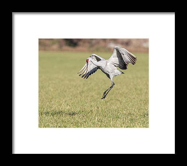 Sandhill Crane Framed Print featuring the photograph Dancing 2020-1 by Thomas Young