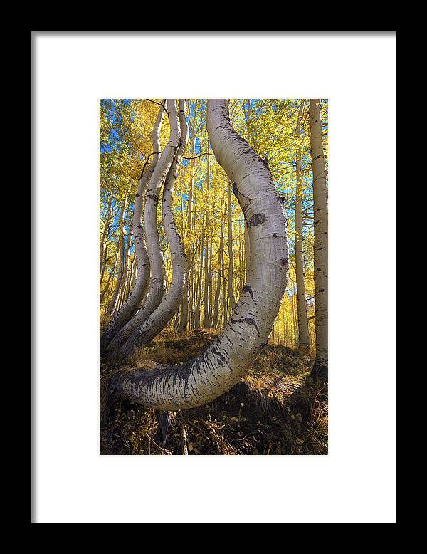 Aspen Tree Framed Print featuring the photograph Dancing Aspens by Kristen Wilkinson