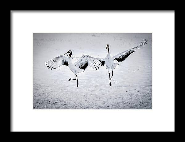 Japan Framed Print featuring the photograph Dancing Cranes - Japan by Stuart Litoff