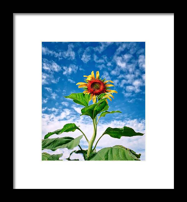 Yellow Framed Print featuring the photograph Dancing Desert Sunflower by Judy Kennedy