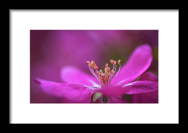 Pink Framed Print featuring the photograph Dancing In Pink by Pamela Dunn-Parrish