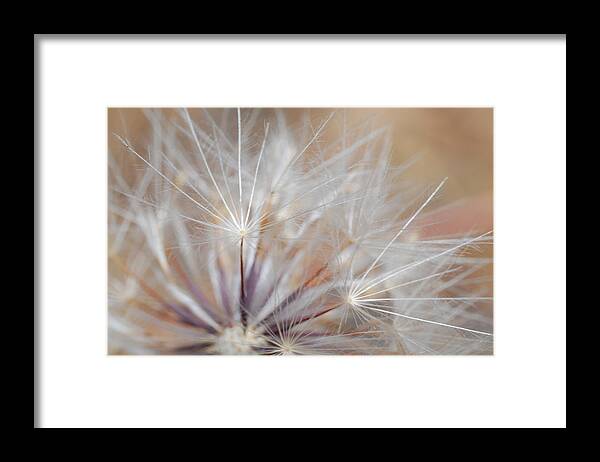 Nature Framed Print featuring the photograph Dandelion 3 by Amy Fose