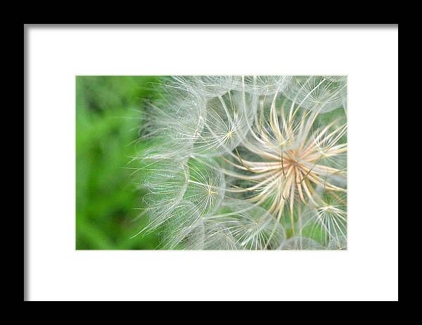 Nature Framed Print featuring the photograph Dandelion 5 by Amy Fose