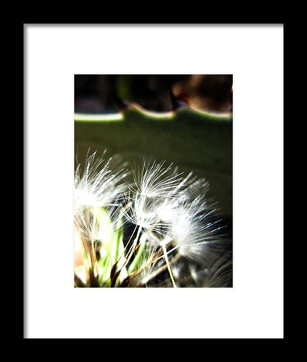 Dandelion Framed Print featuring the photograph Dandelion and Agave by W Craig Photography