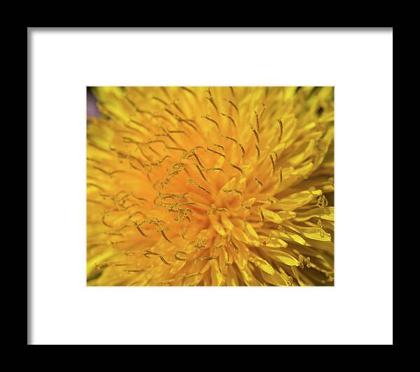 Flower Framed Print featuring the photograph Dandelion by David Beechum