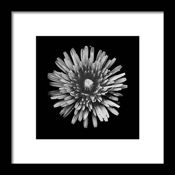 Art Framed Print featuring the photograph Dandelion I Black and White by Joan Han
