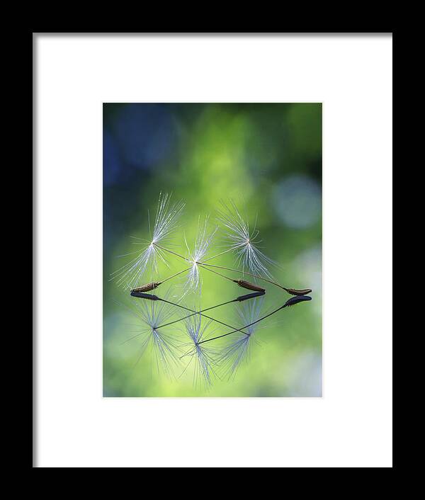 Dandelion Framed Print featuring the photograph Dandelion Seed Triplet by Framing Places