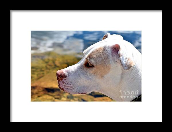 Daphne Framed Print featuring the photograph Daphne Dog by Anjanette Douglas