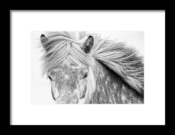 Horse Framed Print featuring the photograph Dapples - Horse Art by Lisa Saint