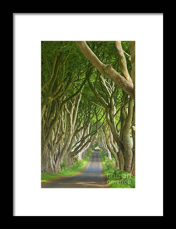 The Game Of Thrones Framed Print featuring the photograph Dark Hedges, County Antrim, Northern Ireland by Neale And Judith Clark