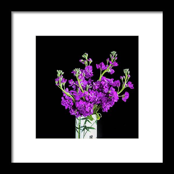 Dark Purple Stock Flowers Framed Print featuring the photograph Dark Purple Stock Flowers Matthiola incana X100 by Rich Franco