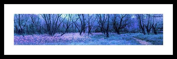 Panorama Framed Print featuring the photograph Dark Trees Night Blush Panorama by Debra and Dave Vanderlaan