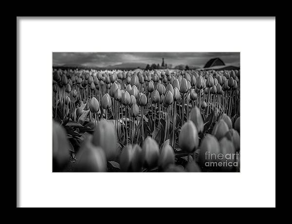 Tulips Framed Print featuring the photograph Dark yet Beautiful by Dheeraj Mutha