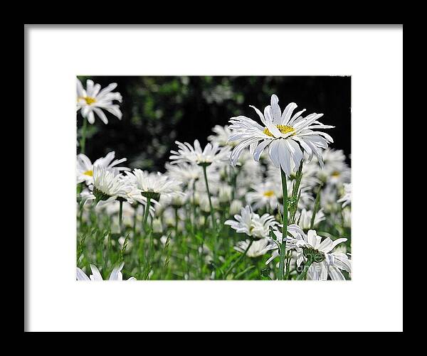 Daisy Framed Print featuring the photograph Darlin' Daisies by Kimberly Furey