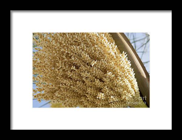 Date Palm Framed Print featuring the photograph Date palm blossoms and sunlight in spring by Adriana Mueller