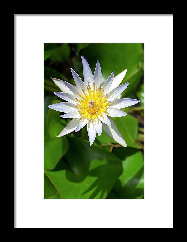 Flower Framed Print featuring the photograph Daubeny's Water Lily by Dawn Cavalieri