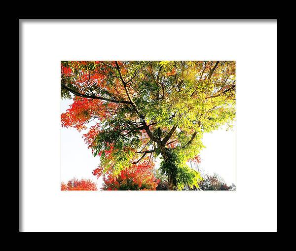 Seasonal Framed Print featuring the photograph Dawn in City Park by Richard Thomas