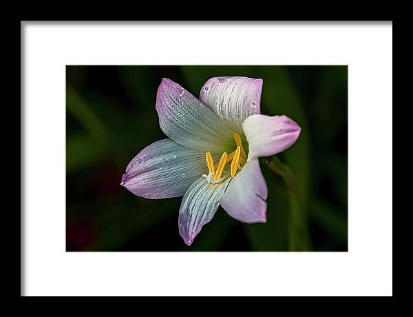  Framed Print featuring the photograph Day Lilly by Lou Novick