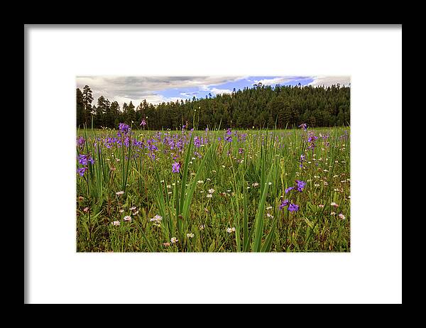 Southwest Framed Print featuring the photograph Daydreams in a Meadow by Rick Furmanek