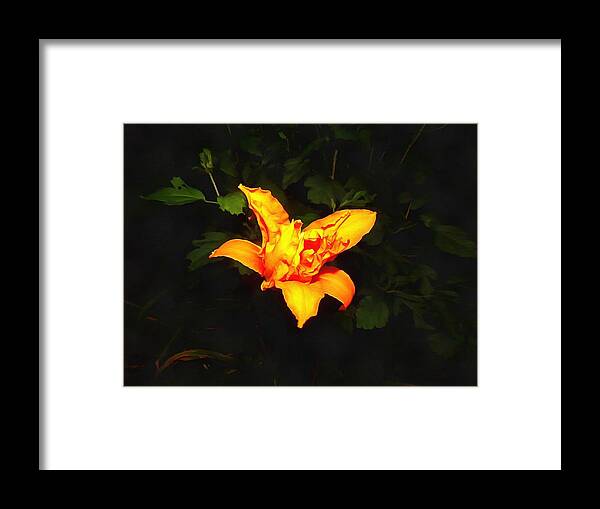 Daylily Framed Print featuring the photograph Daylily at Night by Christopher Reed