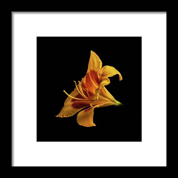 Hemerocallis Fulva Framed Print featuring the photograph Daylily at Night by Kevin Suttlehan