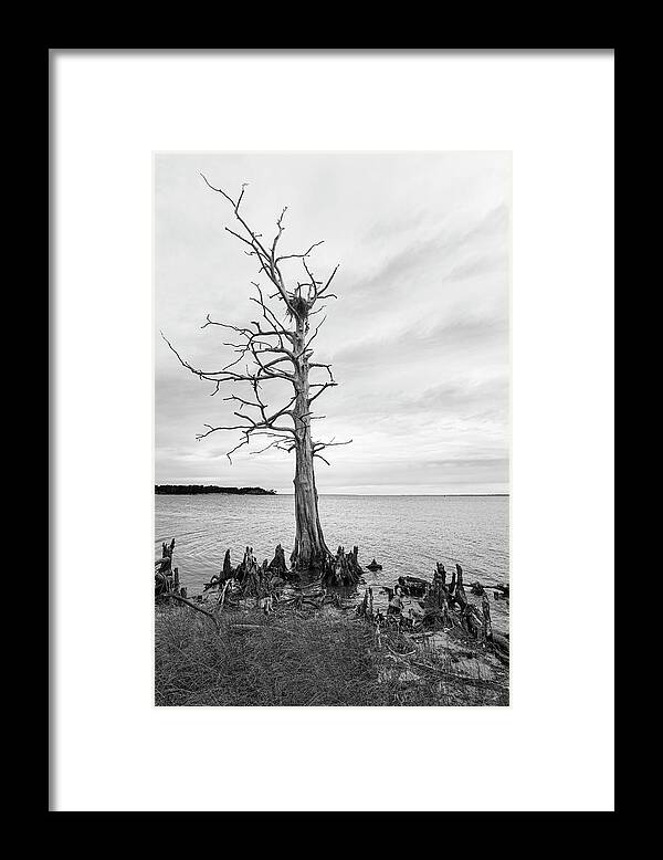 Black And White Framed Print featuring the photograph Dead Bald Cypress with Osprey Nest on the Neuse River by Bob Decker