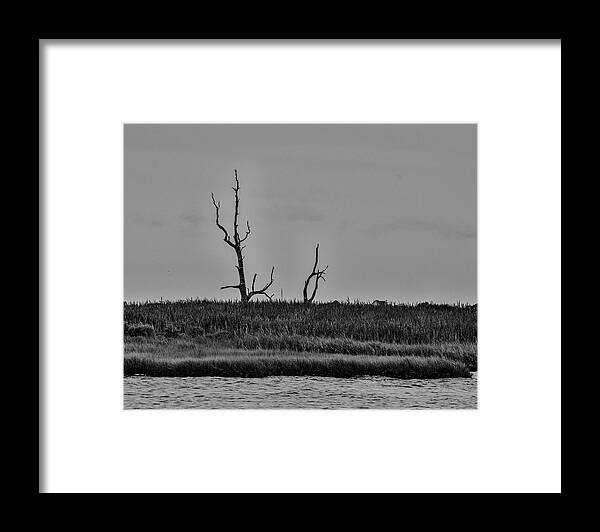 Trees Framed Print featuring the photograph Dead Trees on the Forked River by Alan Goldberg