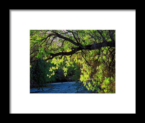 Desert Plants Framed Print featuring the photograph Deep in the Vekol by Judy Kennedy
