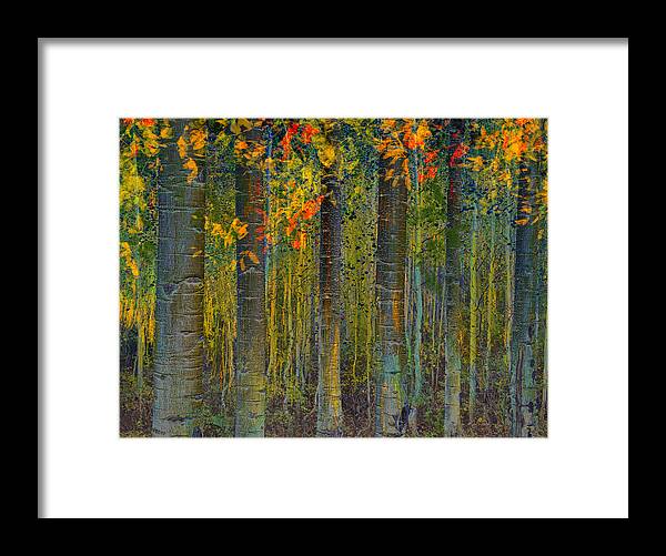 Forest Framed Print featuring the photograph Deep into the Aspens by Sandra Selle Rodriguez