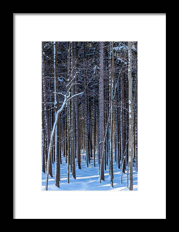 Pine Framed Print featuring the photograph Deep into the Forest by Kim Sowa