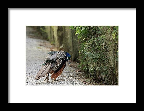 Peafowl Framed Print featuring the photograph Deep Preening by Mingming Jiang