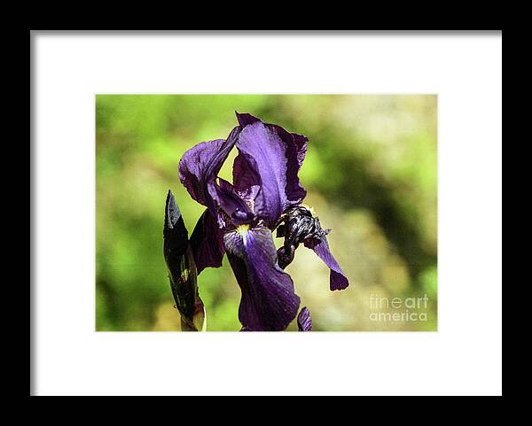 Arizona Framed Print featuring the photograph Deep Purple by Kathy McClure