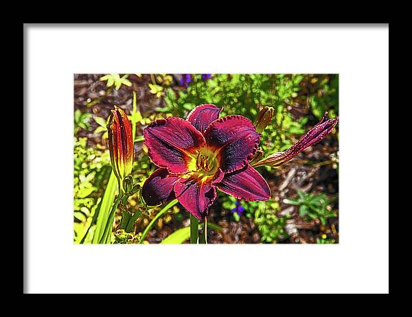 Deep Red Day Lily Foliage Background 0719 Framed Print featuring the photograph Deep Red Day Lily Foliage Background 0719 by David Frederick