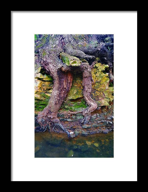 Roots Framed Print featuring the photograph Deep Roots by Ally White