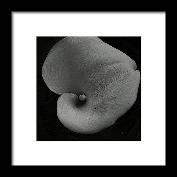 Fineart Framed Print featuring the photograph Deep study in form Lily by Bill Posner