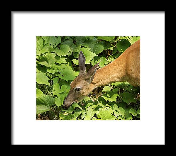 Deer Framed Print featuring the photograph Deer eating leaves by Deborah Ritch