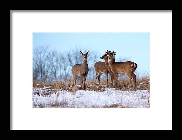 Deer Framed Print featuring the photograph Deer Field by Flinn Hackett