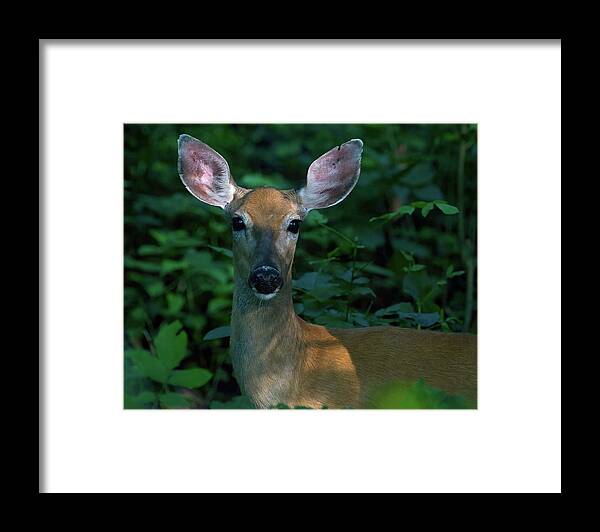 Deer in the Woods Framed Print
