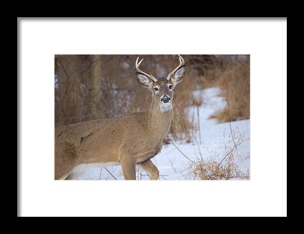 Deer Framed Print featuring the photograph Deer in Winter by Nancy Ayanna Wyatt