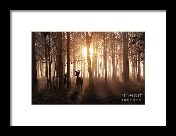 Forest Framed Print featuring the photograph Deer in woods at sunrise in Norfolk England by Simon Bratt