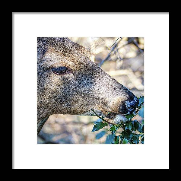 Deer Eye Green Leaves Close Framed Print featuring the photograph Deer by John Linnemeyer