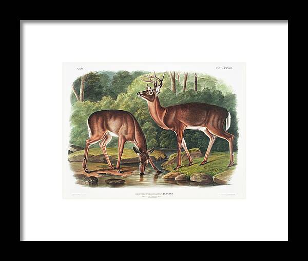 American Animals Framed Print featuring the mixed media Deer. John Woodhouse Audubon Illustration by World Art Collective