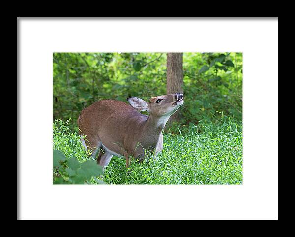 Animal Framed Print featuring the photograph Deer making a Fiehmen Response by Paul Ross