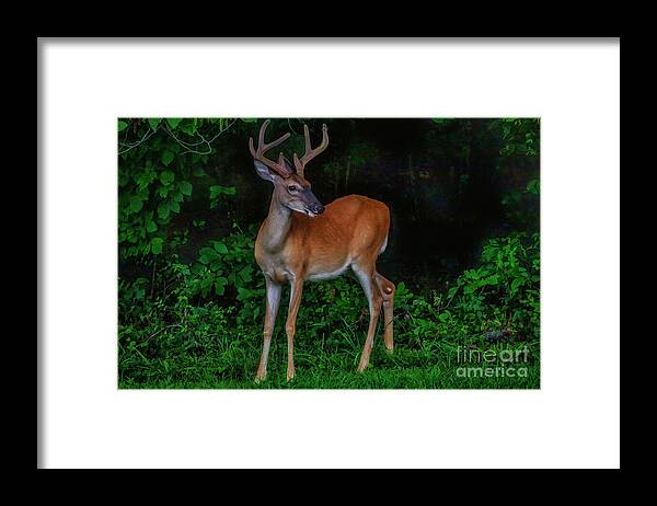 Deer Framed Print featuring the photograph Deer Sighting by Shelia Hunt