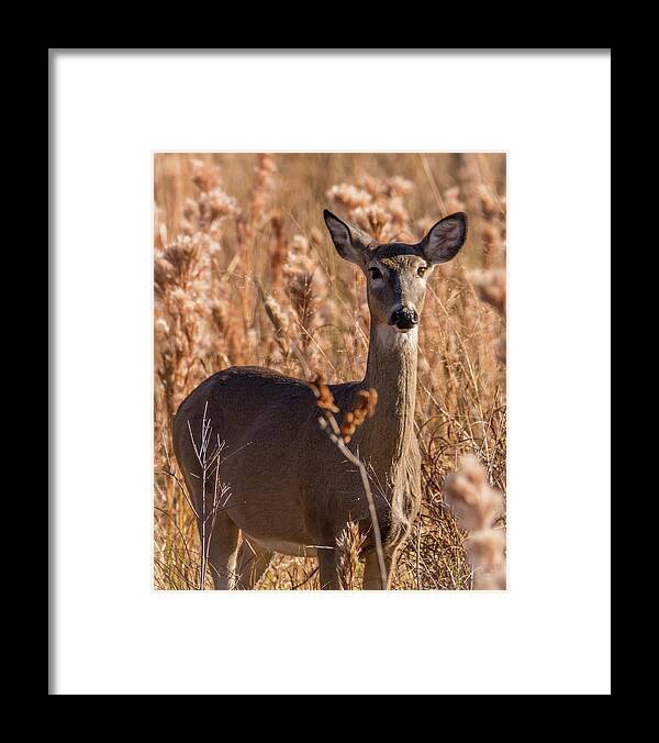Deer Watching Me Framed Print featuring the photograph Deer Watching Me by Debra Martz