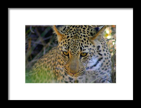 Def Leopard Framed Print featuring the photograph Def Leopard by Gene Taylor
